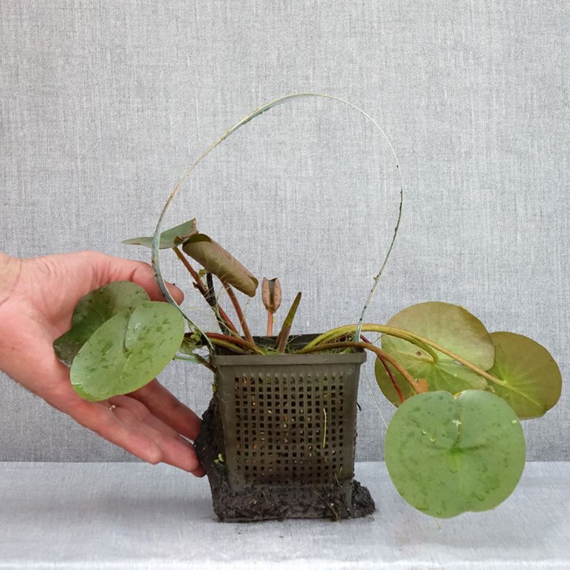 Esemplare di Nymphaea Marliacea Rubra Punctata Vaso da 1L/1,5L consegnato in estate