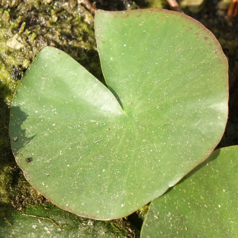 Nymphaea Mayla (Fogliame)