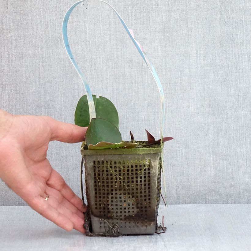 Esemplare di Nymphaea Mayla Vaso da 1L/1,5L consegnato in estate