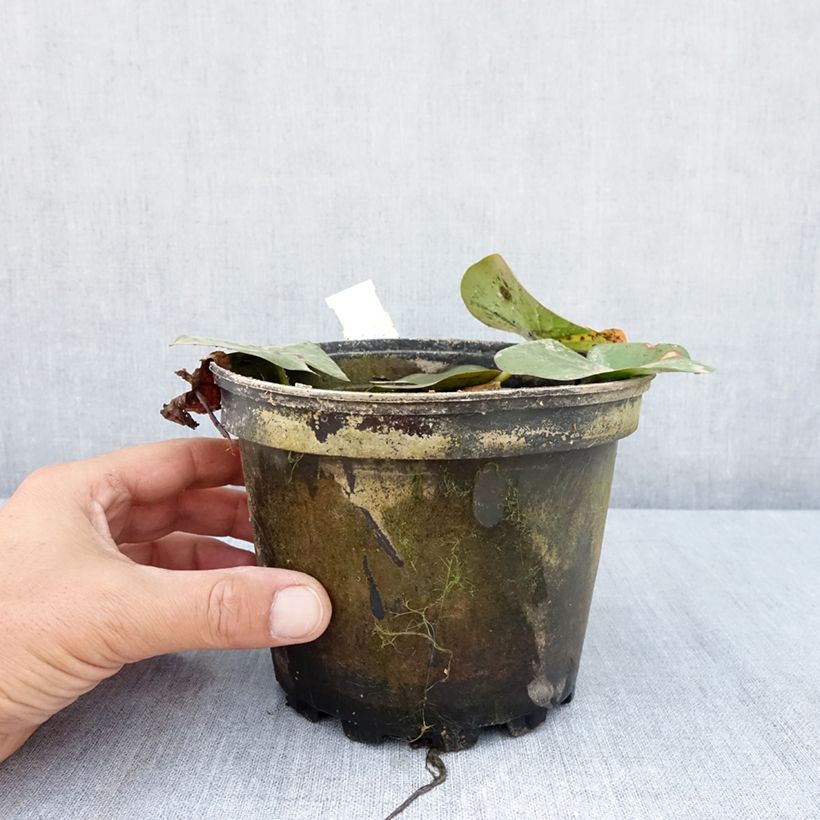 Esemplare di Nymphaea Moorei Vaso da 1,5L/2L consegnato in estate