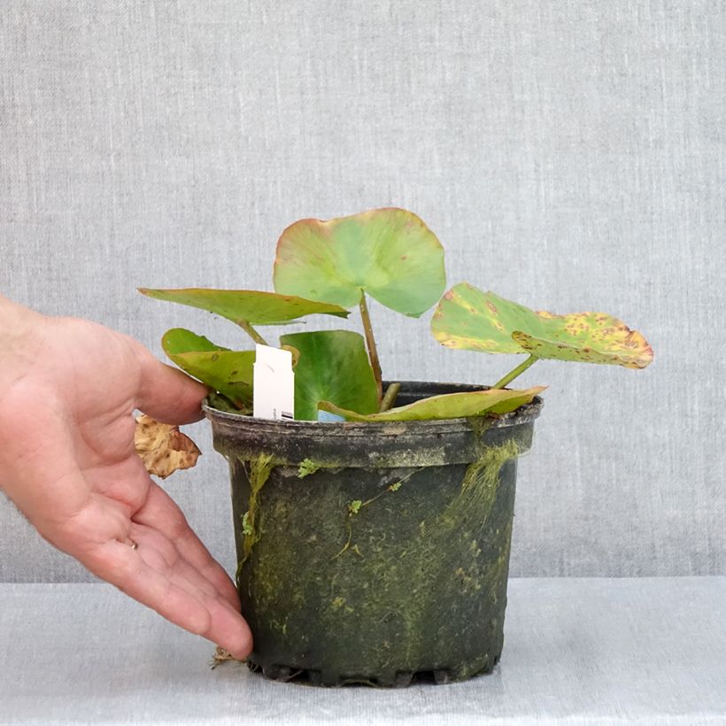 Esemplare di Nymphaea Newton Vaso da 1,5L/2L consegnato in estate