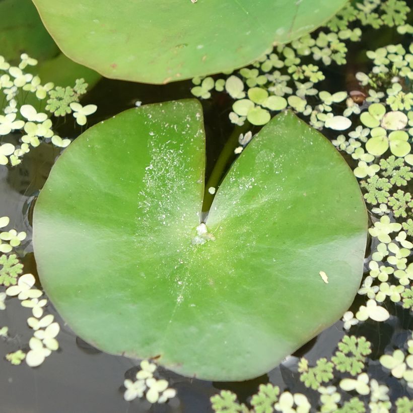 Nymphaea odorata Alba (Fogliame)