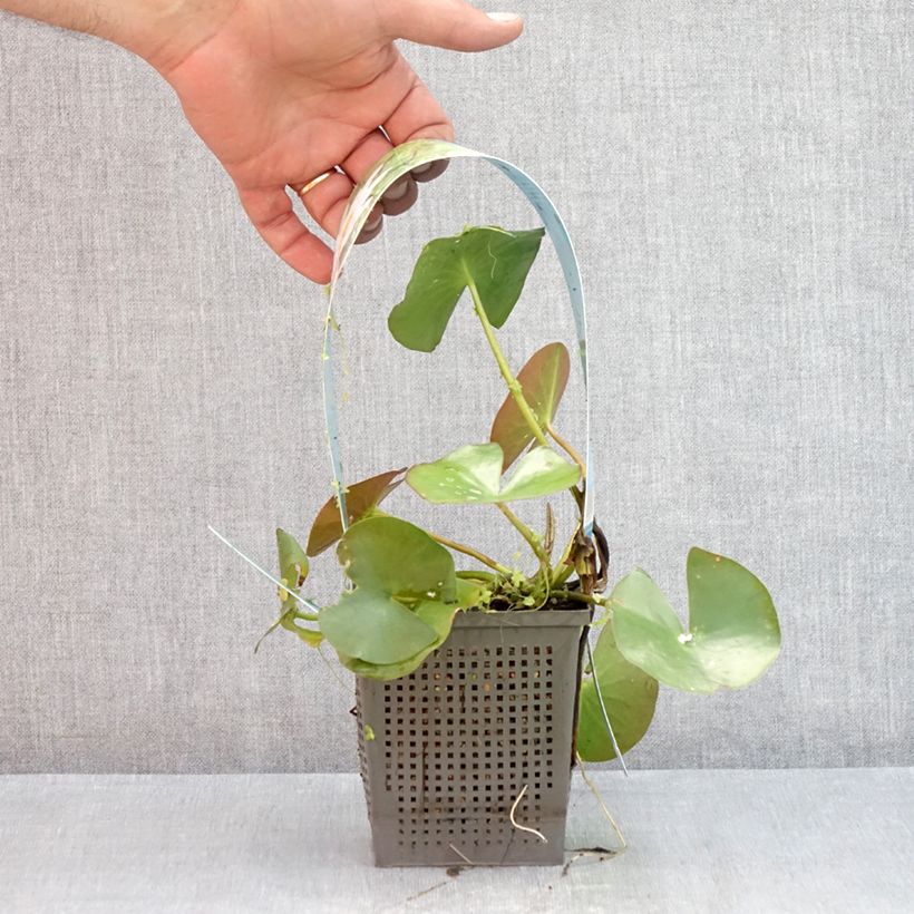 Esemplare di Nymphaea odorata Alba Vaso da 1L/1,5L consegnato in estate