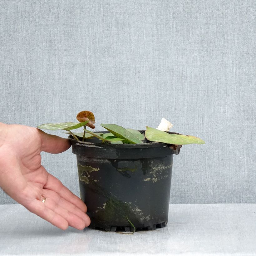 Esemplare di Nymphaea odorata Sulphurea Grandiflora Vaso da 1,5L/2L consegnato in estate