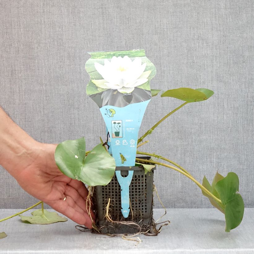Esemplare di Nymphaea Perry's Double White Vaso da 1L/1,5L consegnato in estate