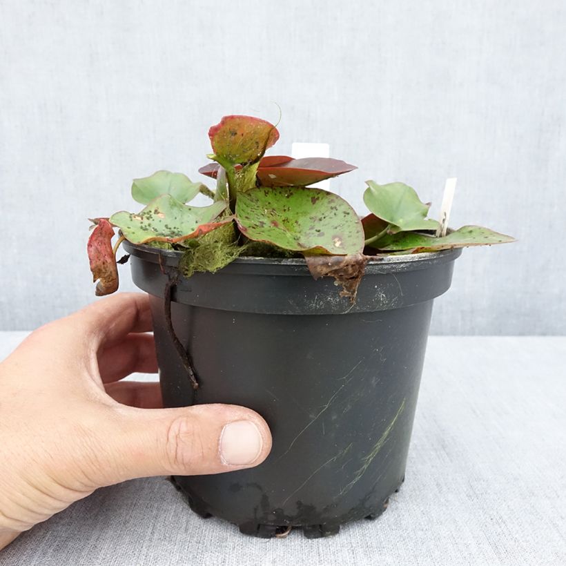 Esemplare di Nymphaea Perry's Red Glow Vaso da 1,5L/2L consegnato in estate