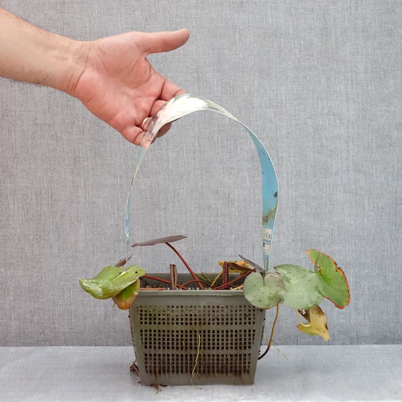 Esemplare di Nymphaea Peter Slocum Vaso da 3L/4L consegnato in estate