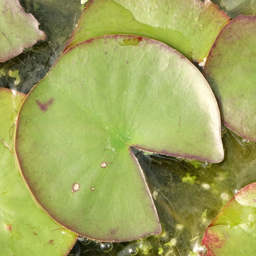 Nymphaea Ray Davies (Fogliame)