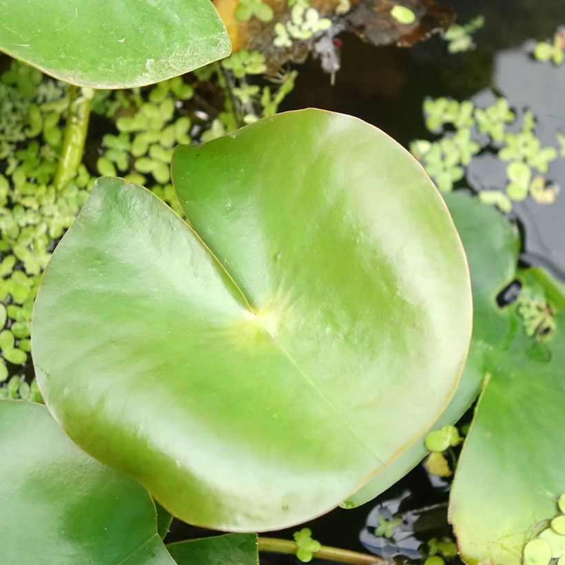 Nymphaea Rose Arey (Fogliame)