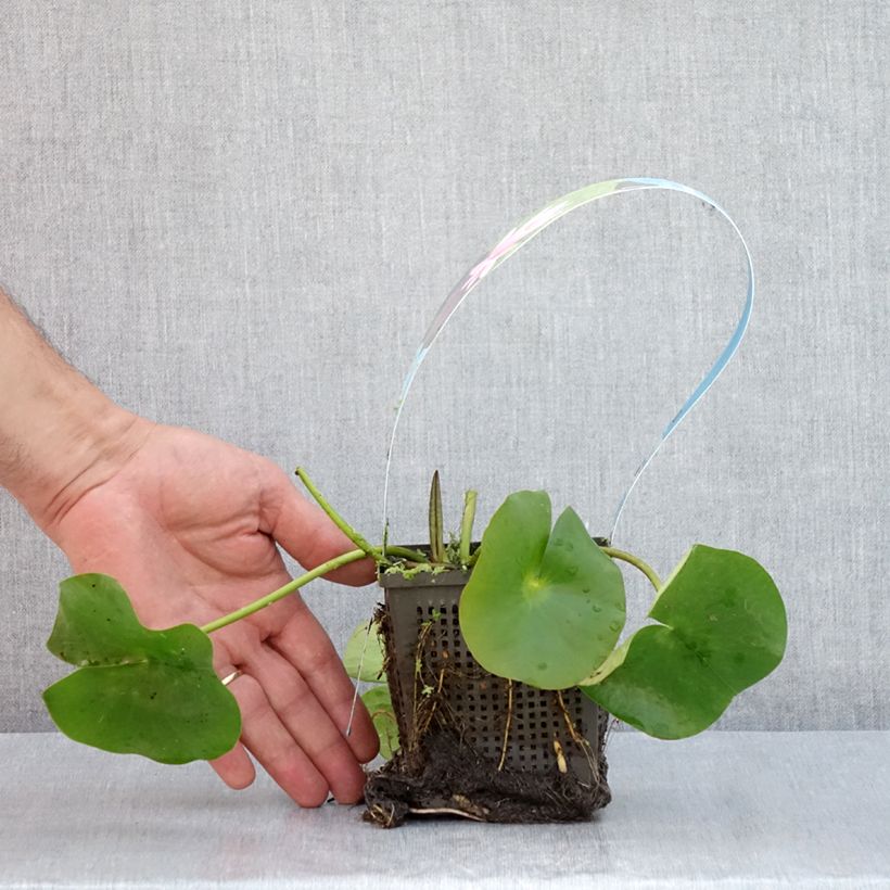 Esemplare di Nymphaea Rose Arey Vaso da 1L/1,5L consegnato in estate