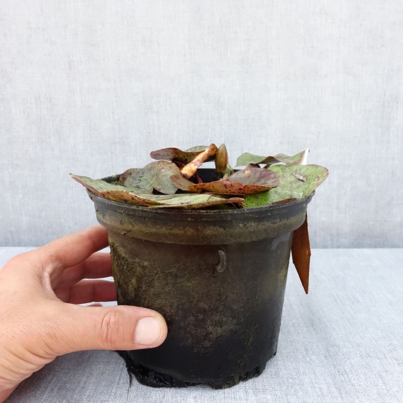Esemplare di Nymphaea Texas Dawn Vaso da 1,5L/2L consegnato in estate
