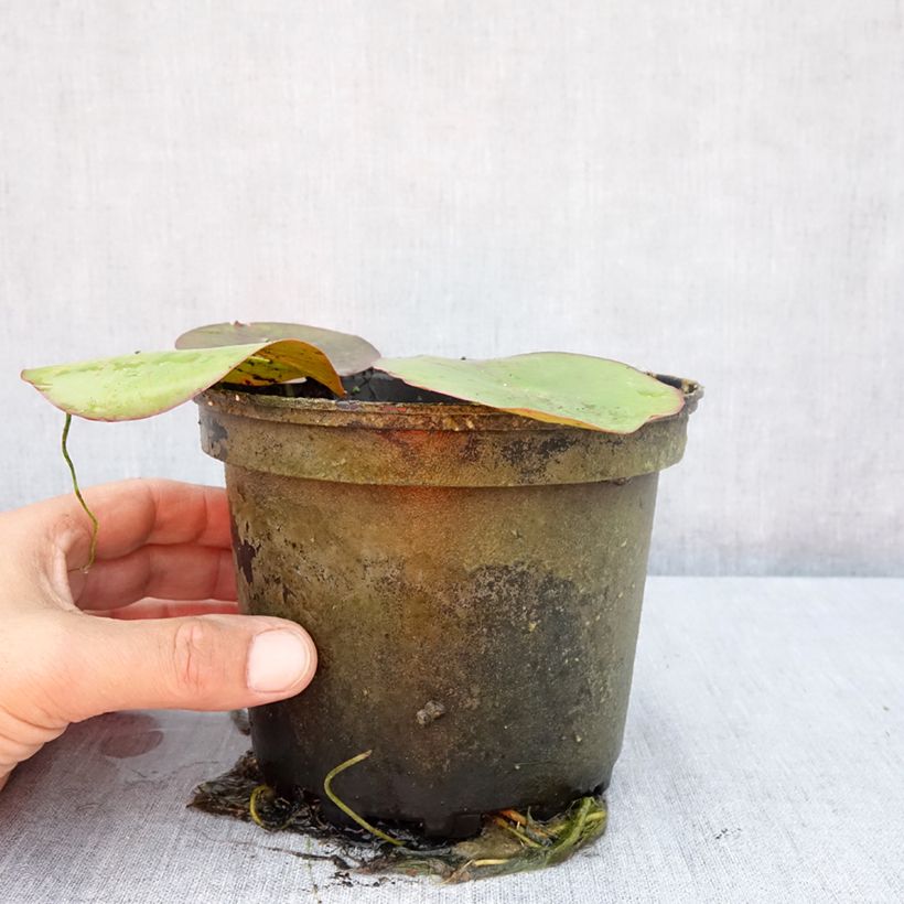 Esemplare di Nymphaea Virginalis Vaso da 1,5L/2L consegnato in estate