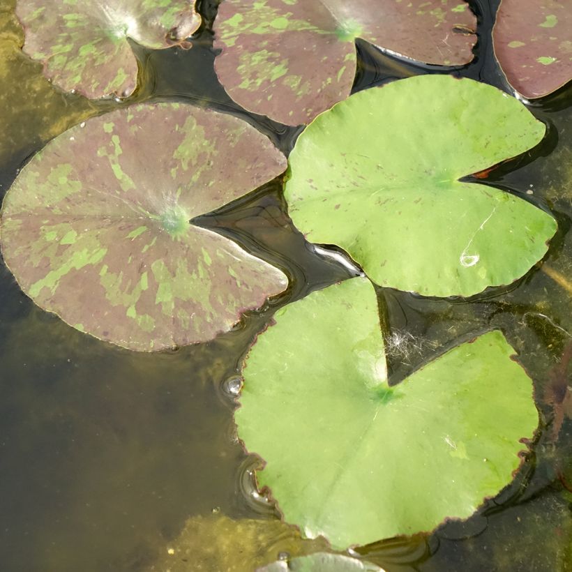 Nymphaea Wanvisa (Fogliame)