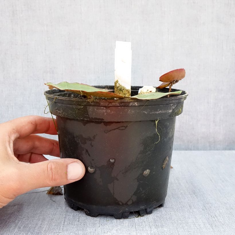 Esemplare di Nymphaea White 1000 Petals Vaso da 1,5L/2L consegnato in estate