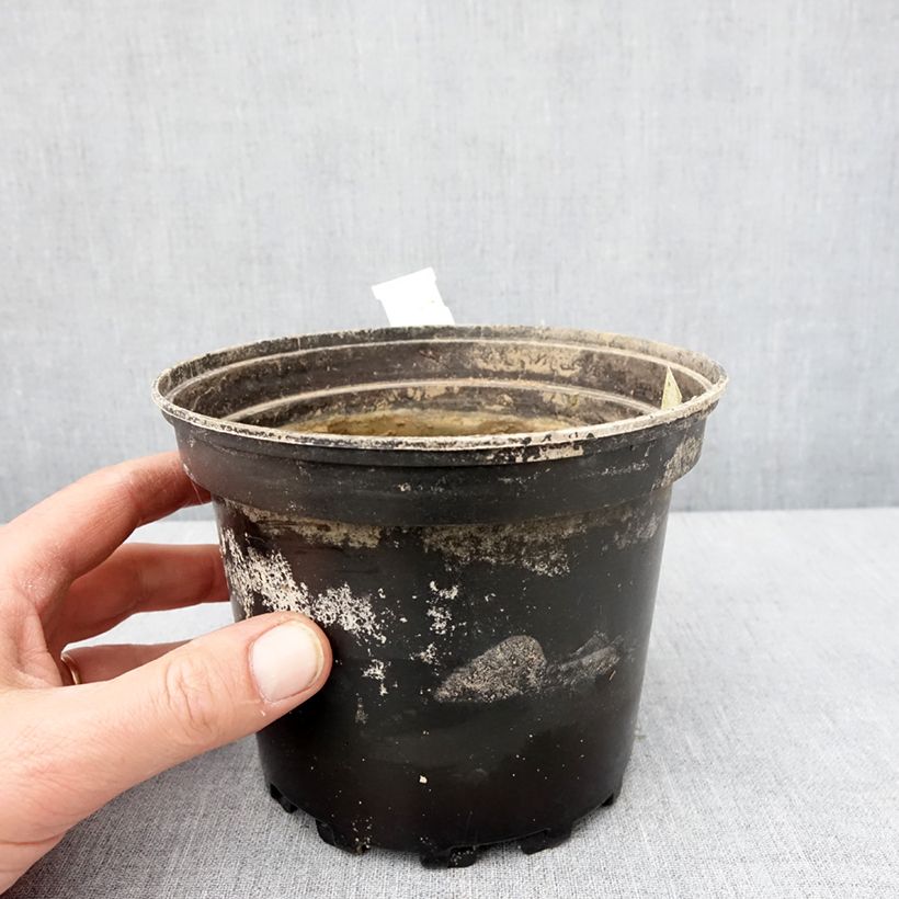Nymphaea White Sultan Vaso da 1,5L/2L esemplare consegnato in inverno