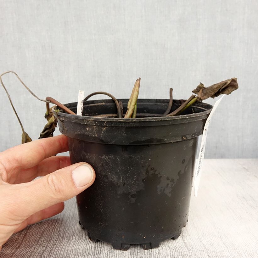 Nymphaea White Sultan - Nénuphar rustique blanc Pot de 1,5L/2L esemplare consegnato in primavera
