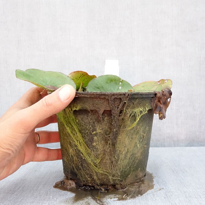 Esemplare di Nymphaea Yellow Enigma Vaso da 1,5L/2L consegnato in estate
