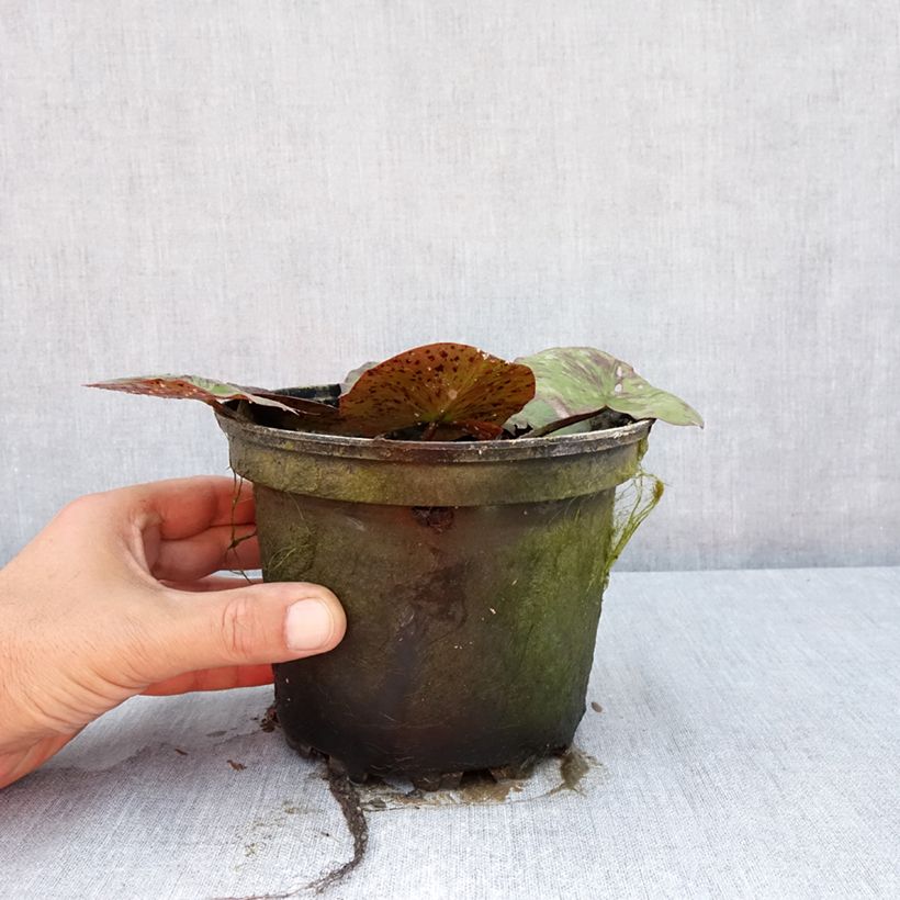 Esemplare di Nymphaea Yellow Queen Vaso da 1,5L/2L consegnato in estate