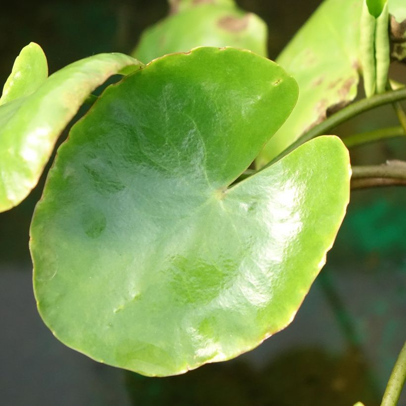 Nymphoides peltata - Limnantemio (Fogliame)