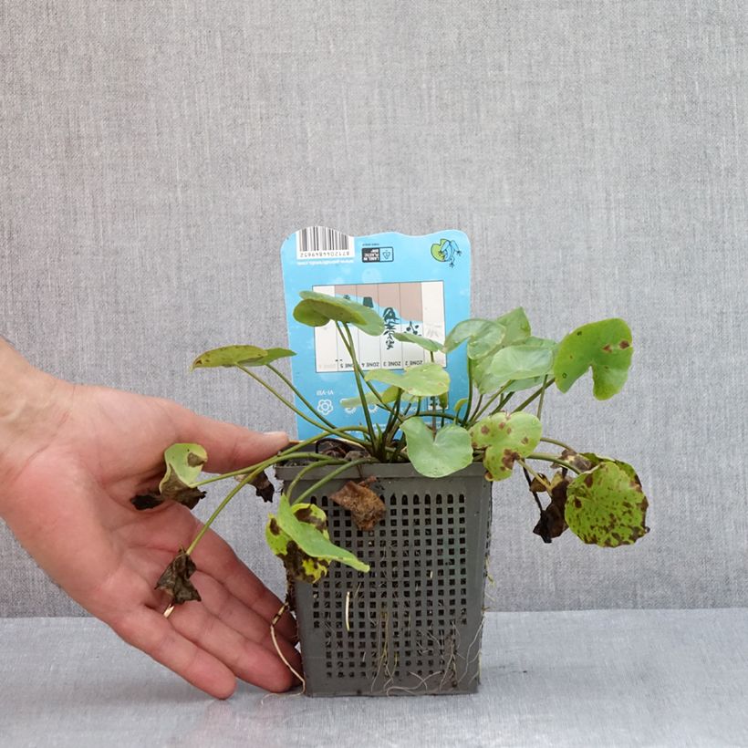 Esemplare di Nymphoides peltata - Limnantemio Vaso da 1L/1,5L consegnato in estate