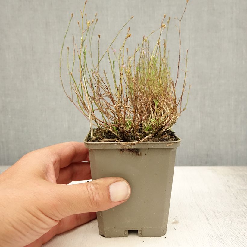 Esemplare di Petrorhagia saxifraga - Garofanina spaccasassi Vasetto da 8/9 cm consegnato in estate