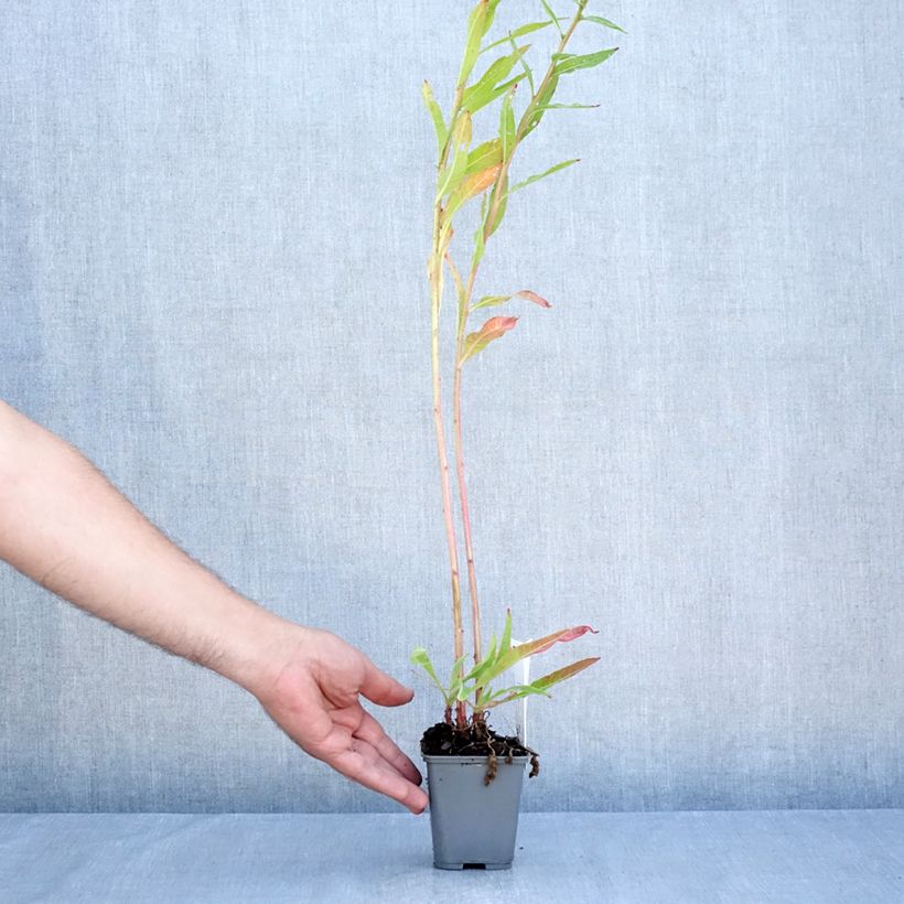 Esemplare di Oenothera glazioviana - Enagra di Lamark Vasetto da 8/9 cm consegnato in estate