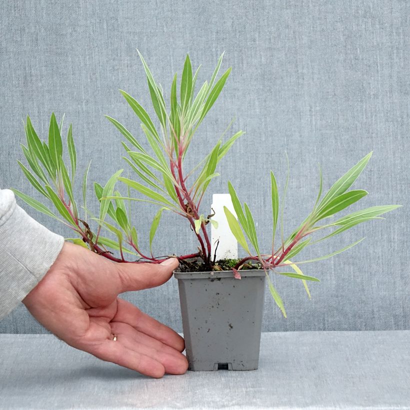 Esemplare di Oenothera missouriensis Vasetto da 7/8 cm consegnato in estate