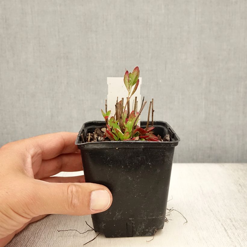 Esemplare di Oenothera tetragona Vasetto da 8/9 cm consegnato in estate