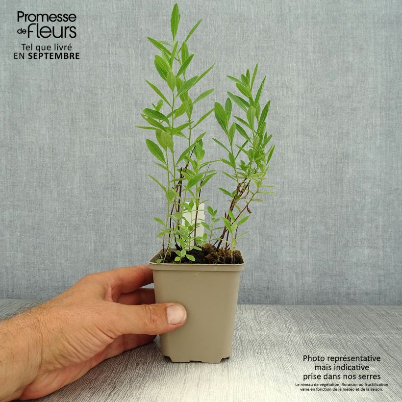 Esemplare di Oenothera speciosa Twilight Vasetto da 8/9 cm consegnato in estate