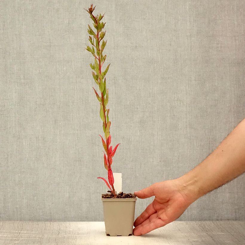 Esemplare di Oenothera fruticosa Michelle Ploeger Vasetto da 8/9 cm consegnato in estate