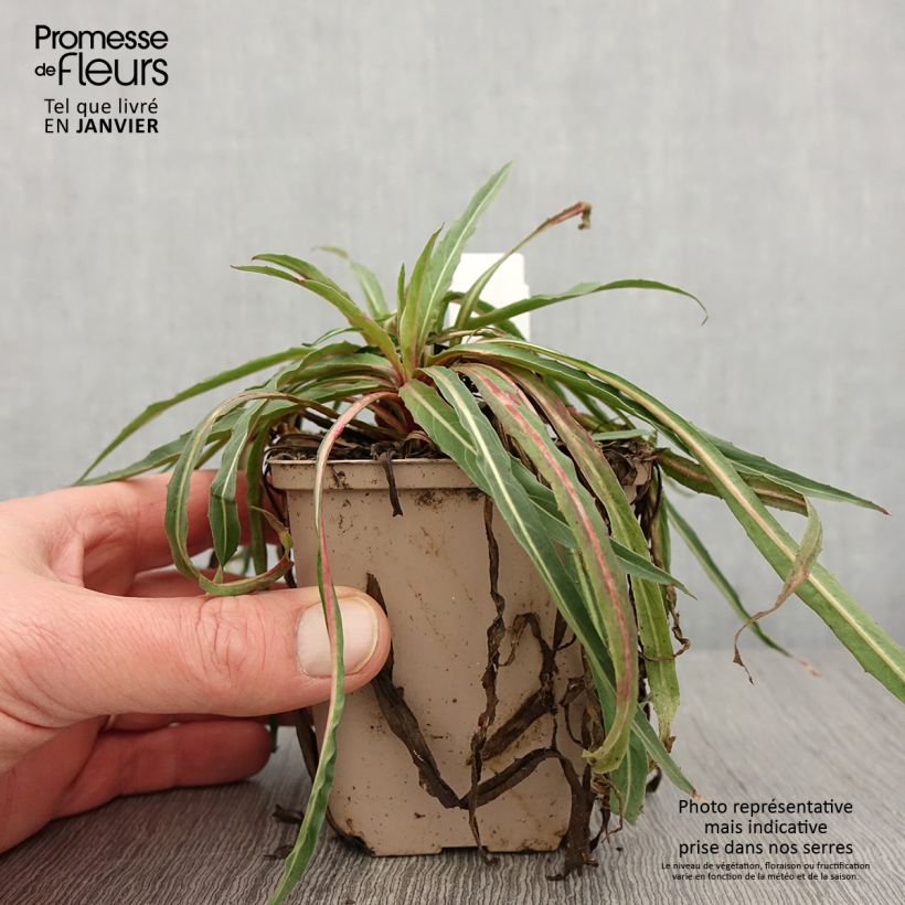 Oenothera stricta Sulphurea Vasetto da 8/9 cm esemplare consegnato in inverno