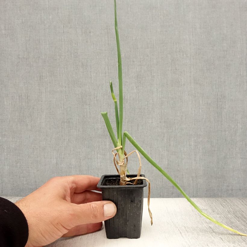 Esemplare di Cipolla egiziana Vasetto da 7/8 cm consegnato in estate