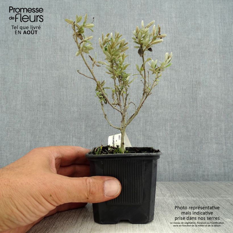 Esemplare di Olearia scilloniensis Compacta Vasetto da 8/9 cm consegnato in estate