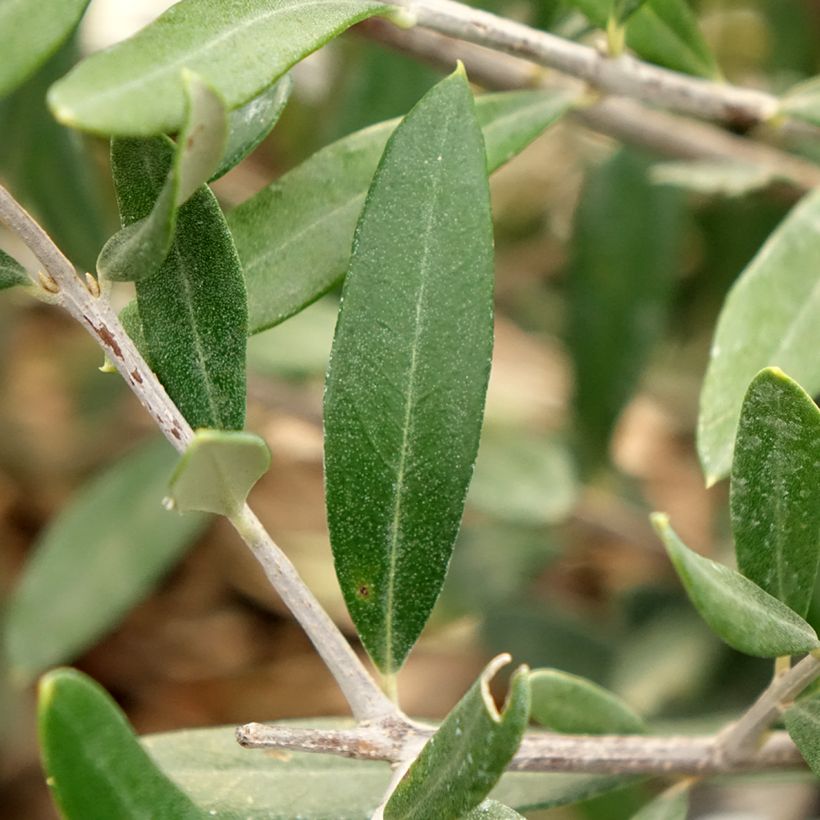 Olivo Negrette (Fogliame)