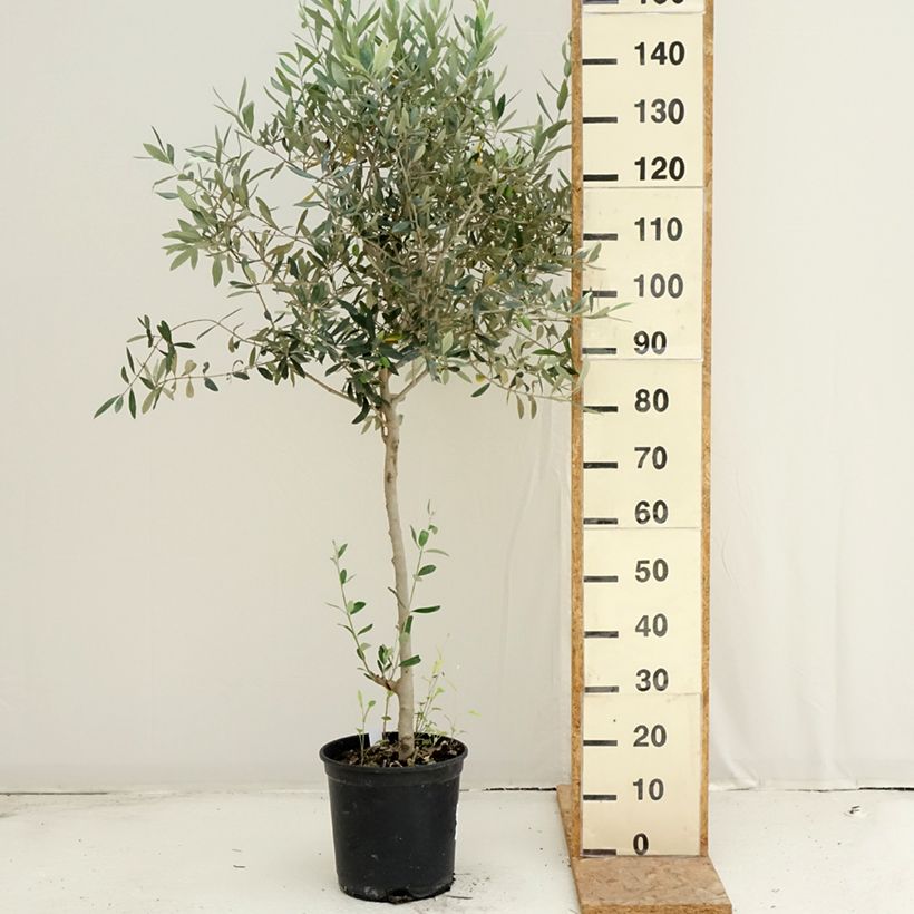 Esemplare di Olea europaea - Olivo Vaso da 7,5L/10L consegnato in estate