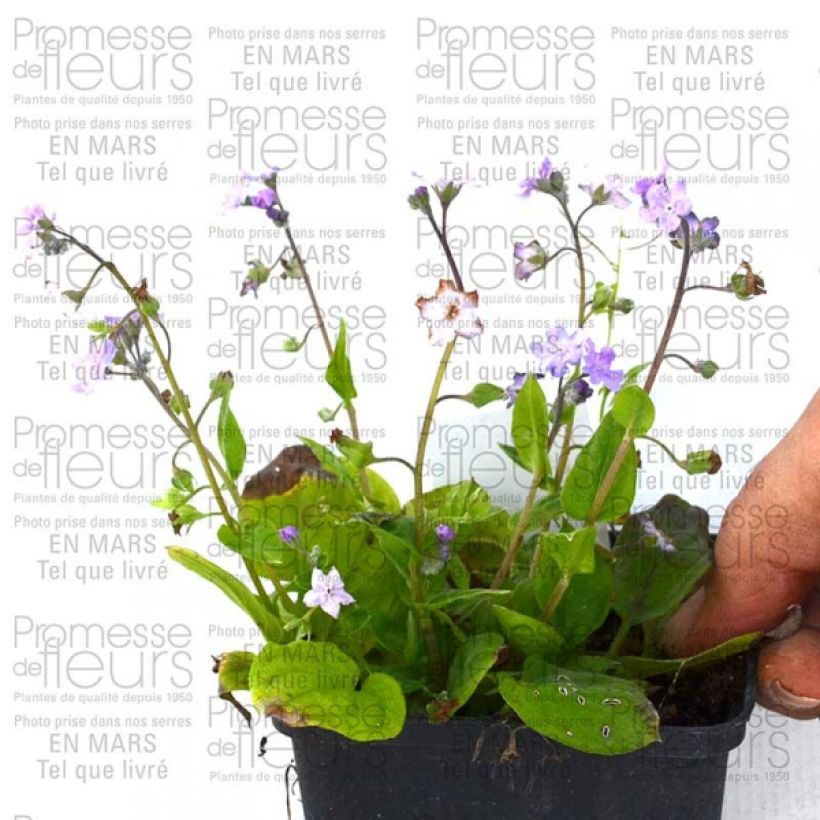 Esempio di esemplare Omphalodes Lilac Mist Vasetto da 8/9 cm come consegnato
