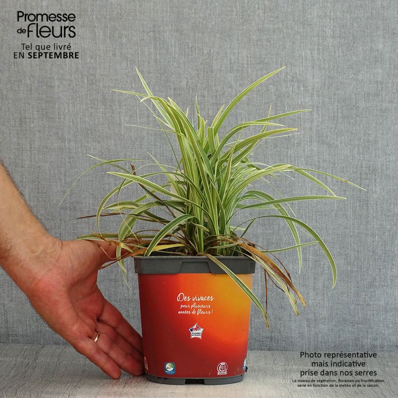 Esemplare di Ophiopogon jaburan Albo Variegata Vaso da 2L/3L consegnato in estate