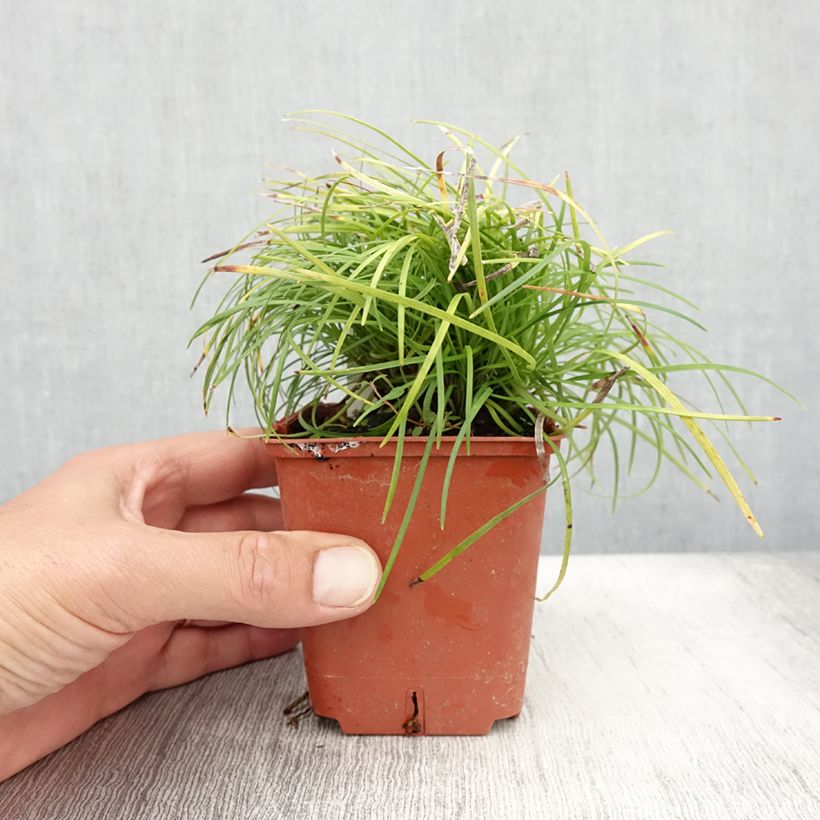Esemplare di Ophiopogon chingii Vasetto da 8/9 cm consegnato in estate
