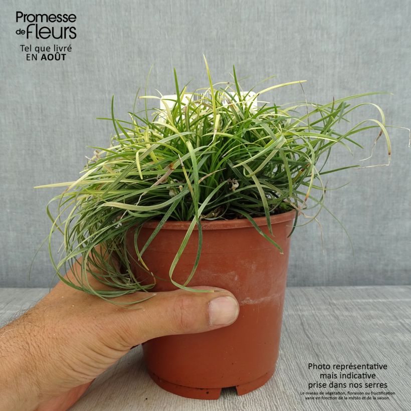 Esemplare di Ophiopogon chingii Vaso da 1L/1,5L consegnato in estate
