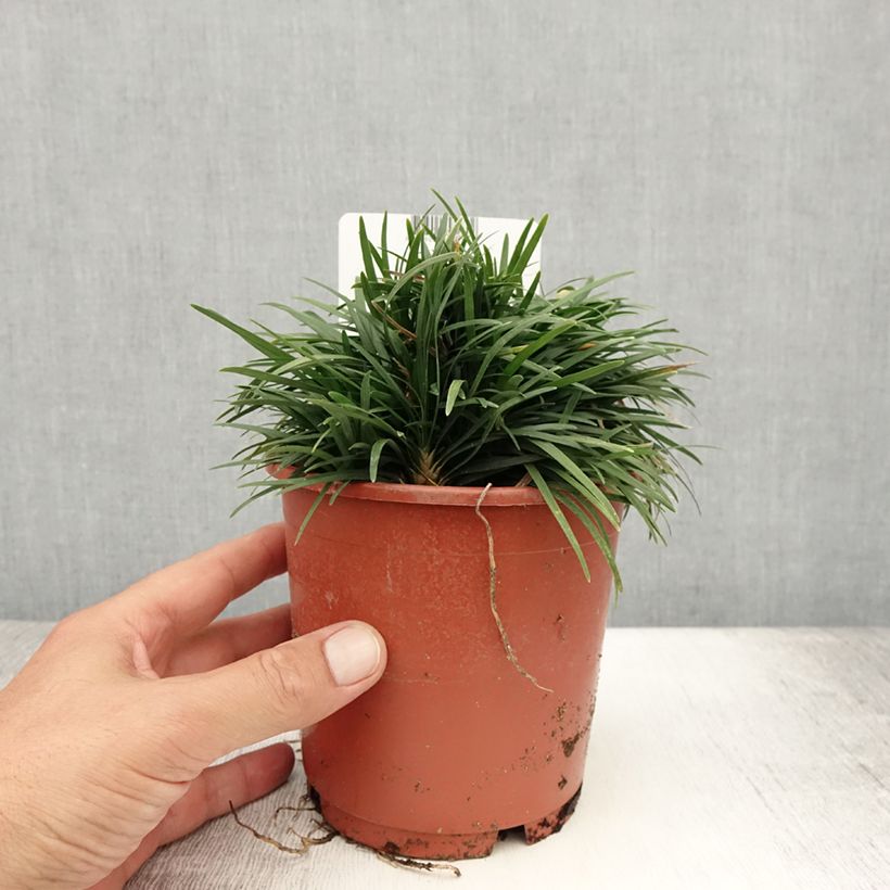 Esemplare di Ophiopogon japonicus Minor - Mughetto giapponese Vaso da 1L/1,5L consegnato in estate
