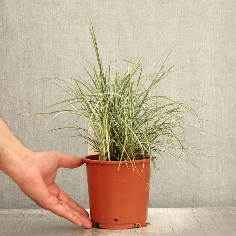 Esemplare di Ophiopogon japonicus Silver Mist - Mughetto giapponese Vaso da 1L/1,5L consegnato in estate