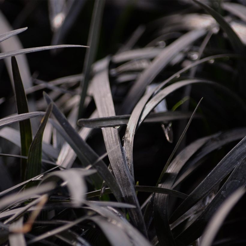 Ophiopogon planiscapus Nigrescens (Fogliame)