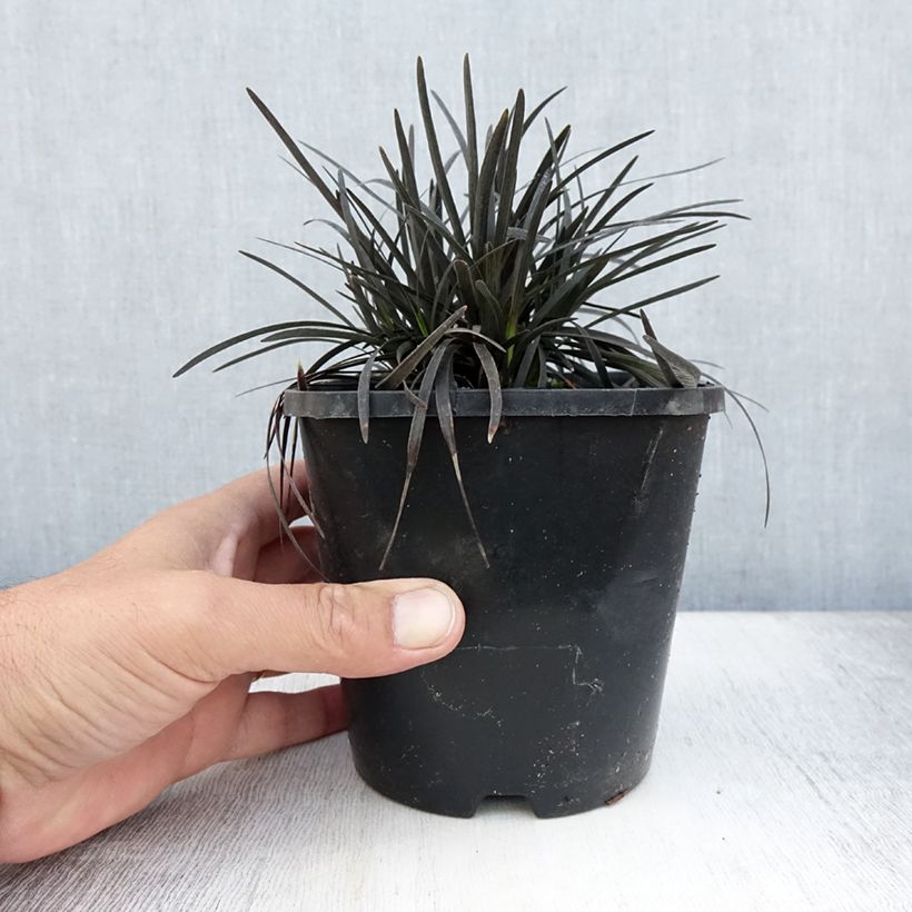 Esemplare di Ophiopogon planiscapus Black Dragon Vaso da 1L/1,5L consegnato in estate