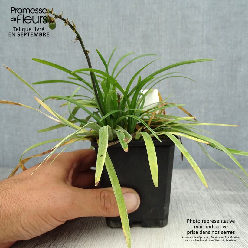 Esemplare di Ophiopogon planiscapus Vasetto da 8/9 cm consegnato in estate
