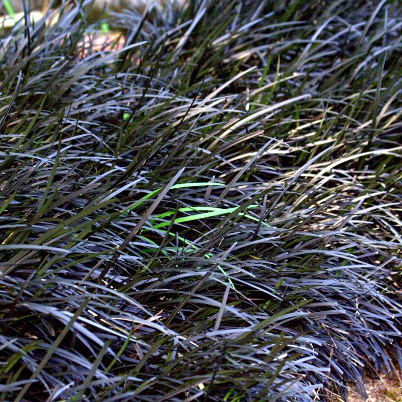 Ophiopogon planiscapus Nigrescens (Porto)