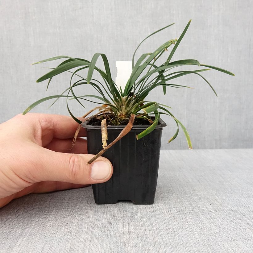 Ophiopogon planiscapus Olivaceus Vasetto da 8/9 cm esemplare consegnato in inverno