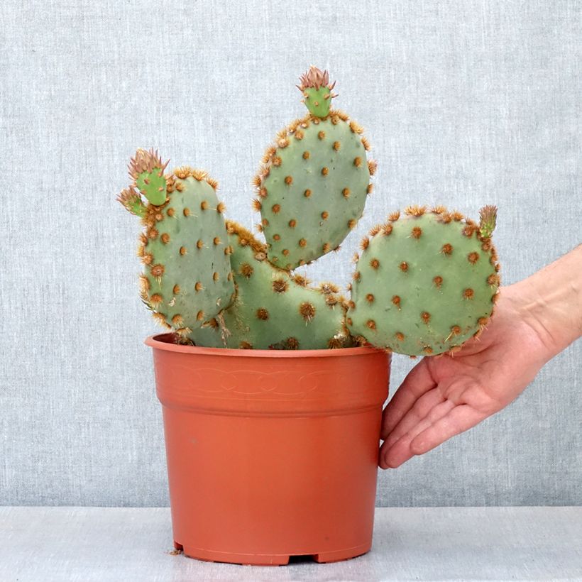 Opuntia aciculata - Cactus raquette - Pot de 4L/5L esemplare consegnato in primavera