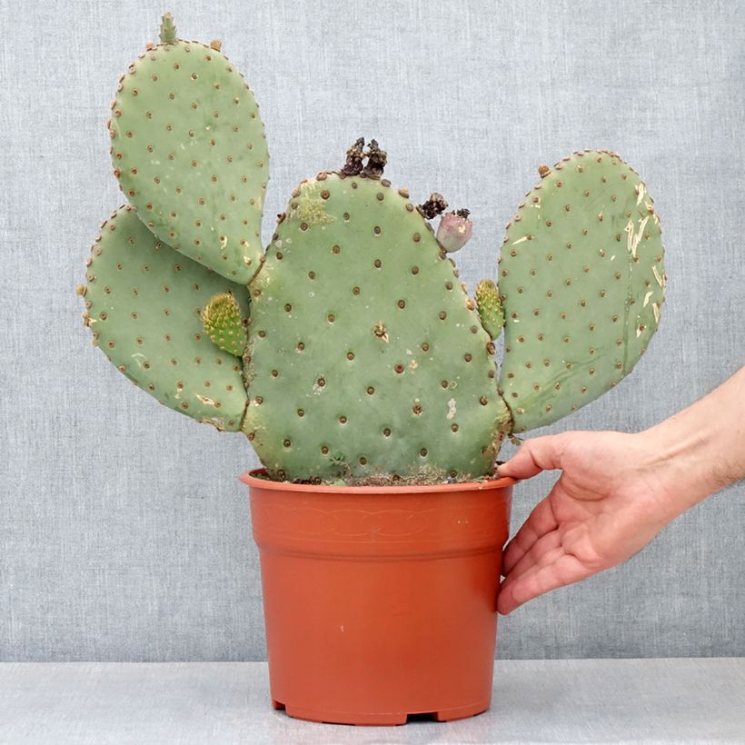 Opuntia basilaris - Cactus raquette - Pot de 4L/5L esemplare consegnato in primavera