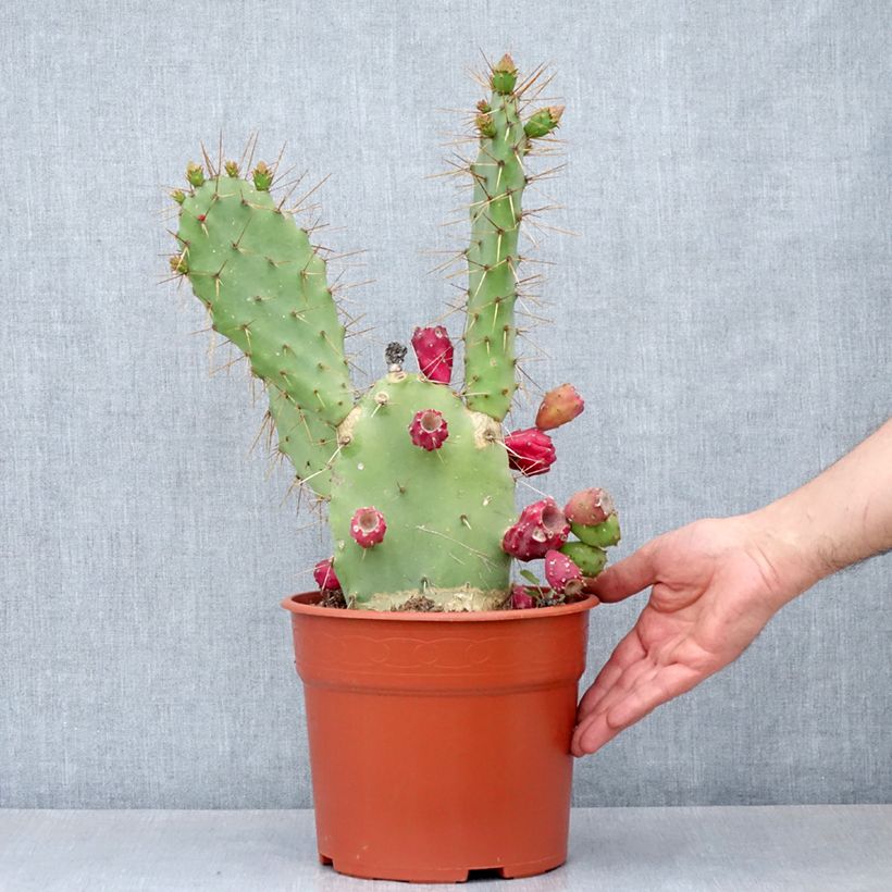 Opuntia bergeriana - Cactus raquette - Pot de 4L/5L esemplare consegnato in primavera