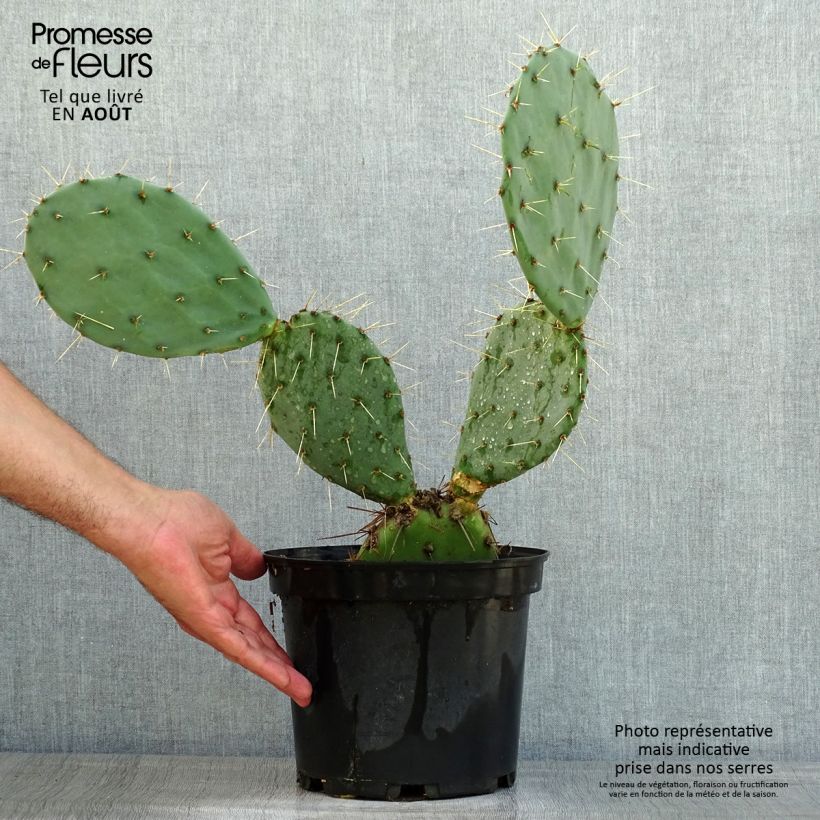 Esemplare di Opuntia discata Vaso da 4L/5L consegnato in estate